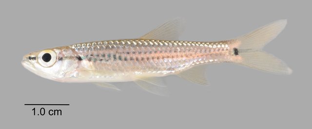 Rasbora cephalotaenia•&copy; Yi Youguang•All Rights Reserved