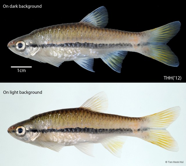 Rasbora einthovenii•&copy; Tan Heok Hui•All Rights Reserved