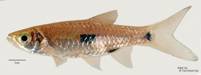 Rasbora elegans•&copy; Tan Heok Hui•All Rights Reserved
