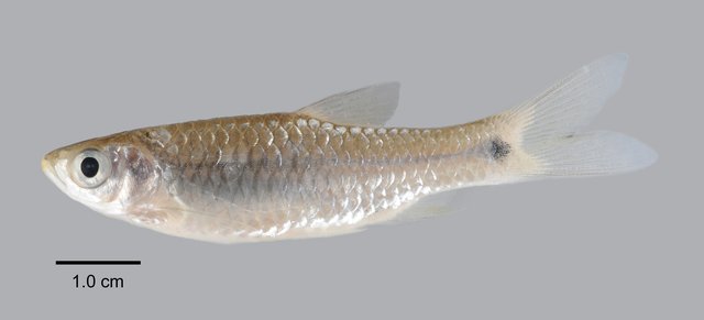 Rasbora paucisqualis•&copy; Yi Youguang•All Rights Reserved