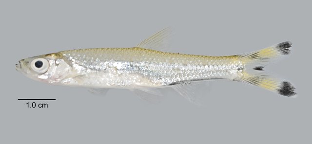 Rasbora trilineata•&copy; Yi Youguang•All Rights Reserved