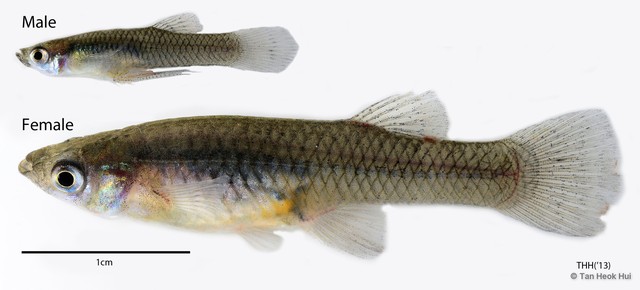 Gambusia affinis•&copy; Tan Heok Hui•All Rights Reserved