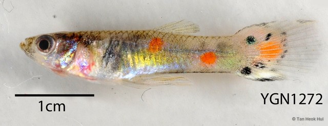 Poecilia reticulata•&copy; Tan Heok Hui•All Rights Reserved