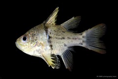 Sphaeramia orbicularis•&copy; CMBS photography team•All Rights Reserved