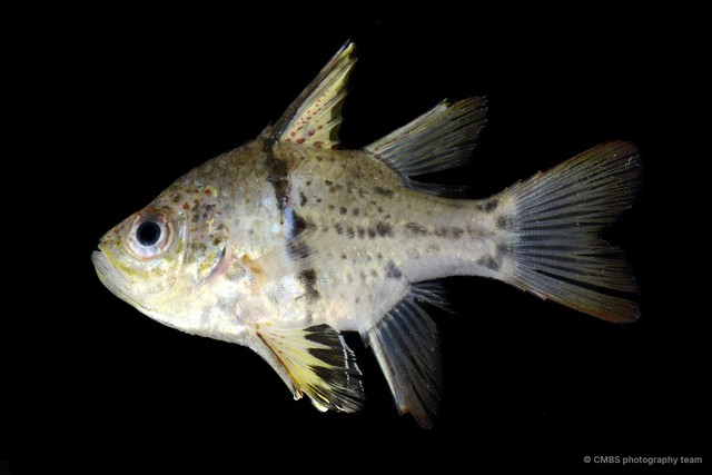 Sphaeramia orbicularis•&copy; CMBS photography team•All Rights Reserved