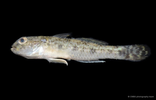 Acentrogobius sp. "JS-1842"•&copy; CMBS photography team•All Rights Reserved