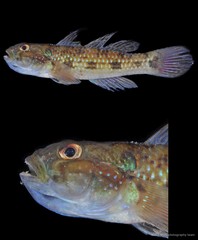 Acentrogobius caninus•&copy; CMBS photography team•All Rights Reserved