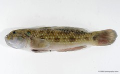 Acentrogobius caninus•&copy; CMBS photography team•All Rights Reserved