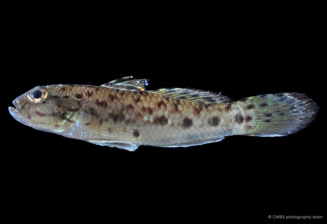 Acentrogobius janthinopterus•&copy; CMBS photography team•All Rights Reserved