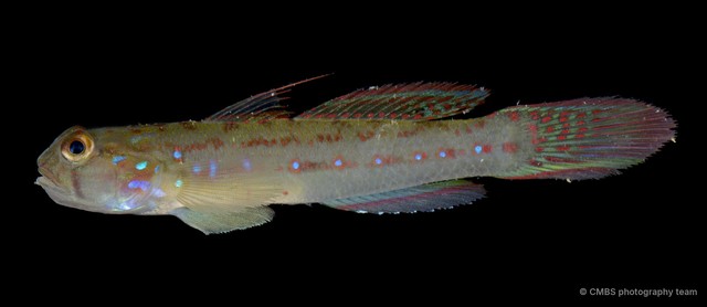 Acentrogobius moloanus•&copy; CMBS photography team•All Rights Reserved