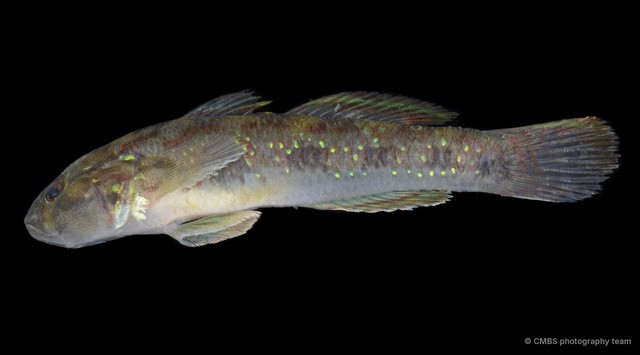 Acentrogobius viridipunctatus•&copy; CMBS photography team•All Rights Reserved