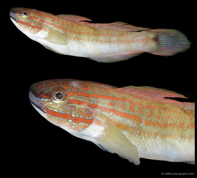 Amblygobius sp. "SS-0776"•&copy; CMBS photography team•All Rights Reserved