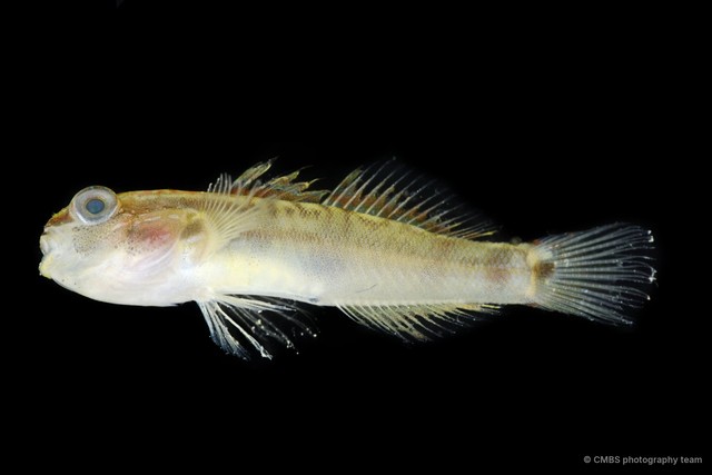 Amblygobius sp. "SS-2497"•&copy; CMBS photography team•All Rights Reserved