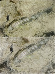 Amblygobius stethophthalmus•&copy; Rene Ong•All Rights Reserved