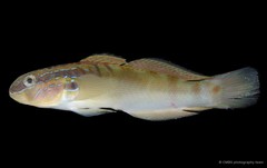 Amblygobius stethophthalmus•&copy; CMBS photography team•All Rights Reserved