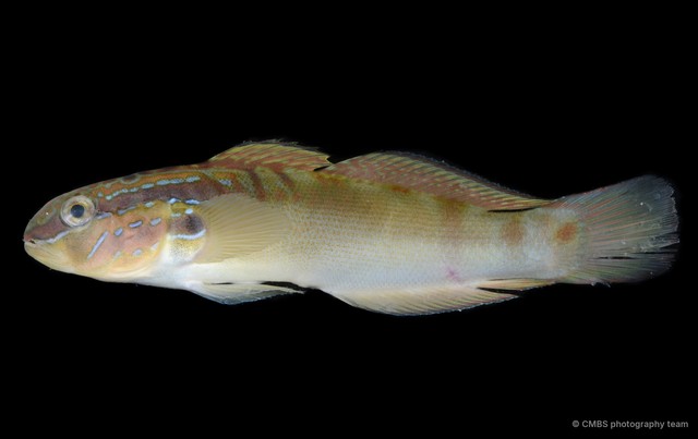 Amblygobius stethophthalmus•&copy; CMBS photography team•All Rights Reserved