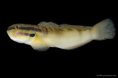 Amblygobius stethophthalmus•&copy; CMBS photography team•All Rights Reserved
