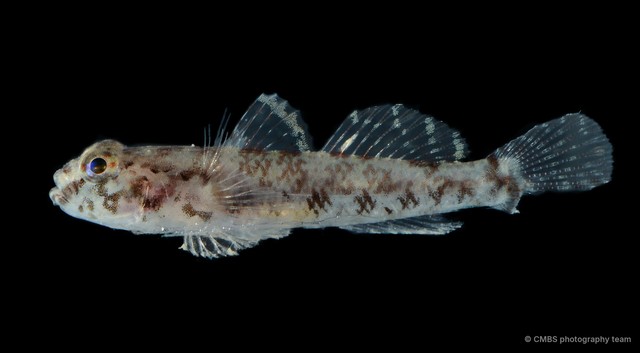 Bathygobius sp. "SS-4791"•&copy; CMBS photography team•All Rights Reserved