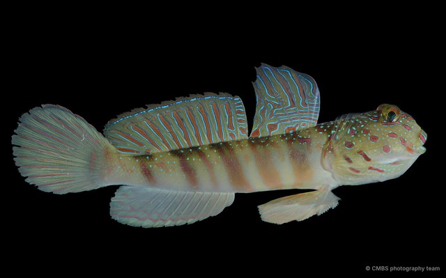 Cryptocentrus leptocephalus•&copy; CMBS photography team•All Rights Reserved