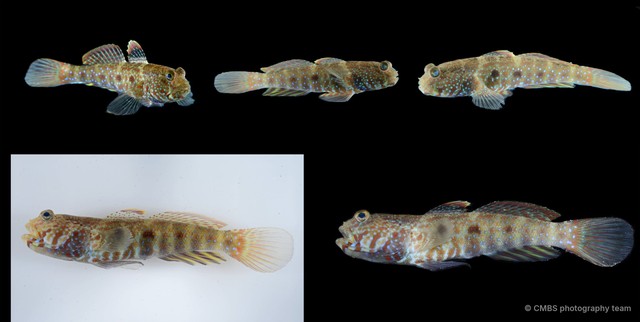 Cryptocentrus strigilliceps•&copy; CMBS photography team•All Rights Reserved