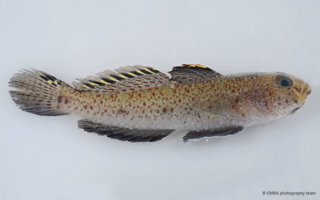 Favonigobius melanobranchus•&copy; CMBS photography team•All Rights Reserved