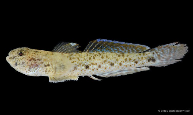 Favonigobius opalescens•&copy; CMBS photography team•All Rights Reserved