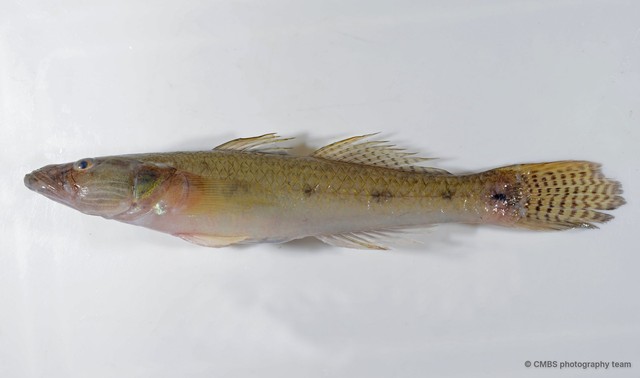 Glossogobius aureus•&copy; CMBS photography team•All Rights Reserved