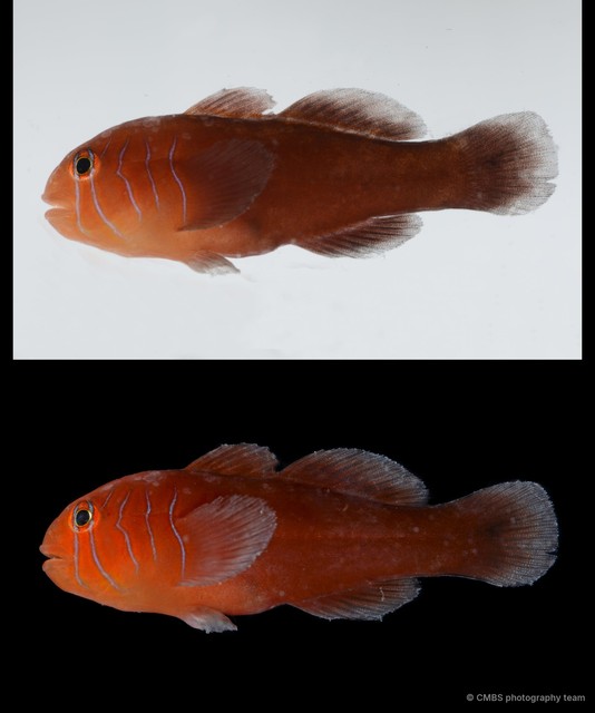 Gobiodon quinquestrigatus•&copy; CMBS photography team•All Rights Reserved