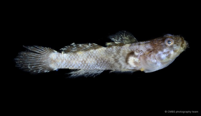 Gobiopsis macrostomus•&copy; CMBS photography team•All Rights Reserved