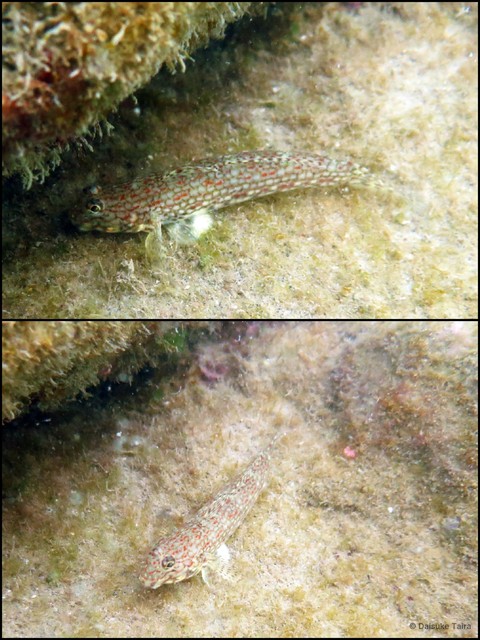 Istigobius decoratus•&copy; Daisuke Taira•All Rights Reserved