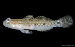 Istigobius goldmanni•&copy; CMBS photography team•All Rights Reserved
