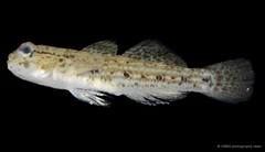 Istigobius goldmanni•&copy; CMBS photography team•All Rights Reserved