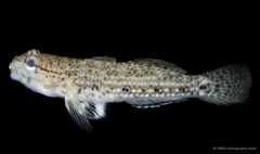 Istigobius goldmanni•&copy; CMBS photography team•All Rights Reserved