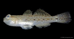 Istigobius goldmanni•&copy; CMBS photography team•All Rights Reserved