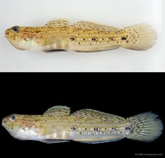 Istigobius goldmanni•&copy; CMBS photography team•All Rights Reserved