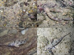 Istigobius ornatus•&copy; Ria Tan•All Rights Reserved