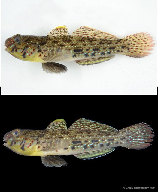 Istigobius ornatus•&copy; CMBS photography team•All Rights Reserved