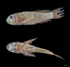 Priolepis nuchifasciata•&copy; Rene Ong•All Rights Reserved