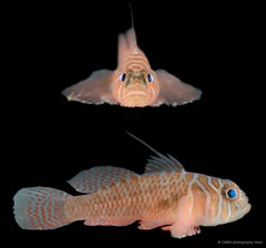 Priolepis nuchifasciata•&copy; CMBS photography team•All Rights Reserved