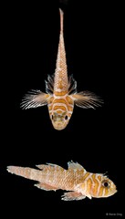 Priolepis nuchifasciata•&copy; Rene Ong•All Rights Reserved