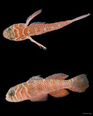 Priolepis nuchifasciata•&copy; Rene Ong•All Rights Reserved