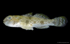Yongeichthys nebulosus•&copy; CMBS photography team•All Rights Reserved