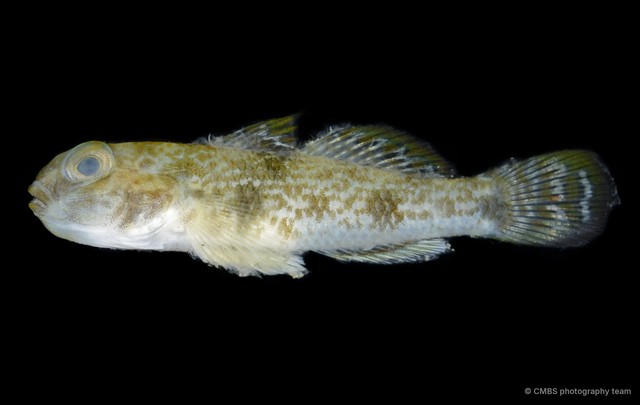 Yongeichthys nebulosus•&copy; CMBS photography team•All Rights Reserved