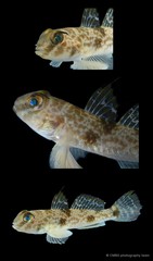 Yongeichthys nebulosus•&copy; CMBS photography team•All Rights Reserved