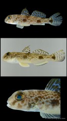 Yongeichthys nebulosus•&copy; CMBS photography team•All Rights Reserved