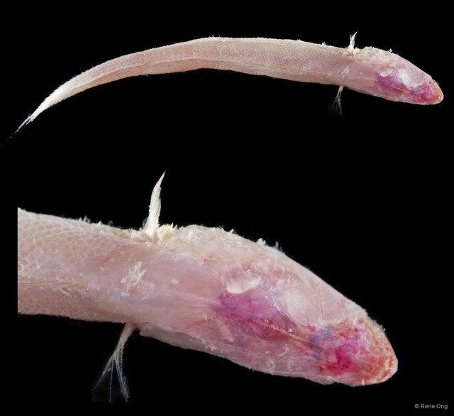Amblyopinae sp. "SEA-6283"•&copy; Rene Ong•All Rights Reserved