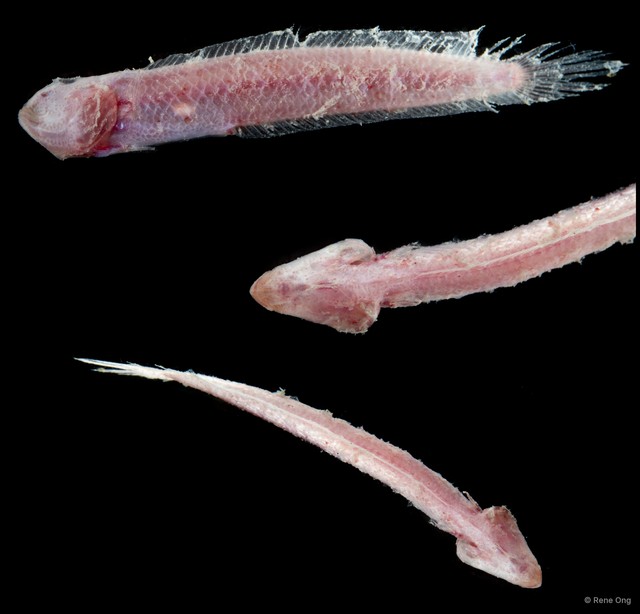 Amblyopinae sp. "SEA-8765"•&copy; Rene Ong•All Rights Reserved