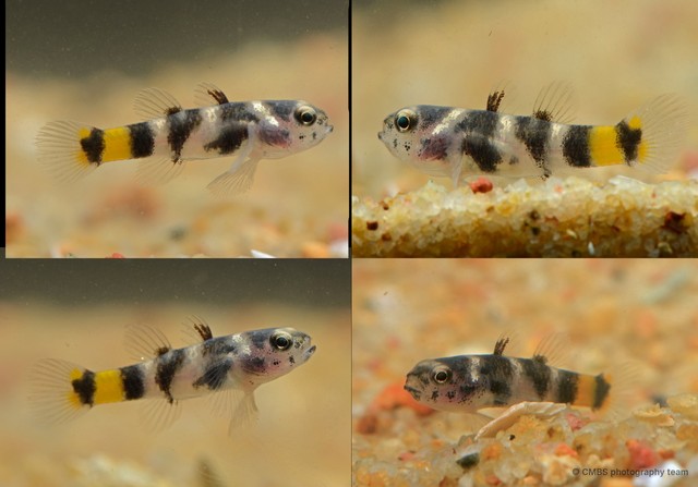 Brachygobius kabiliensis•&copy; CMBS photography team•All Rights Reserved