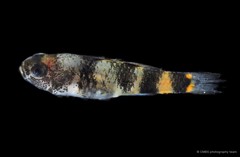 Brachygobius kabiliensis•&copy; CMBS photography team•All Rights Reserved