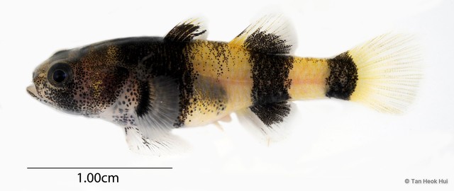 Brachygobius sabanus•&copy; Tan Heok Hui•All Rights Reserved